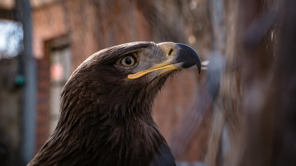 a bird of prey with yellow eyes and a yellow beak side view