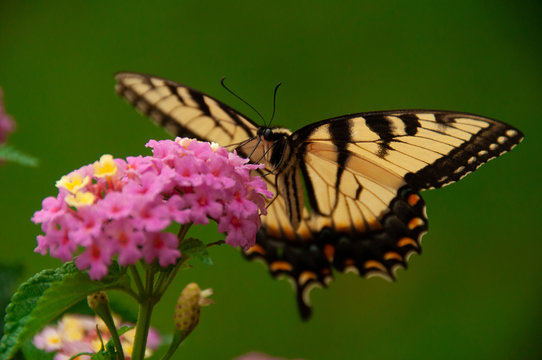 butterfly on pink flower