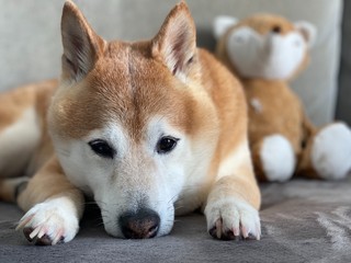 Shiba inu on the couch with his teddy bear
