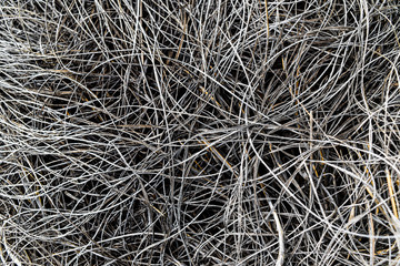 Texture of dried plants. Texture of dried plants.