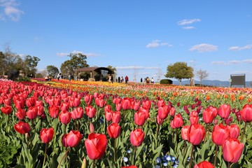 馬見丘陵公園の桜とチューリップ