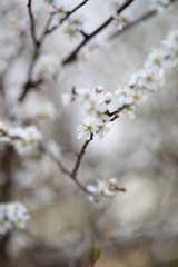 Weiße Blüten an Ästen. Frühlingserwachen, Makroaufnahme