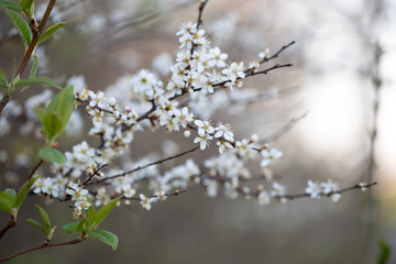 Weiße Blüten an Ästen. Frühlingserwachen, Makroaufnahme