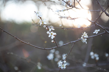 Weiße Blüten an Ästen. Frühlingserwachen, Makroaufnahme