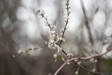 Weiße Blüten an Ästen. Frühlingserwachen, Makroaufnahme