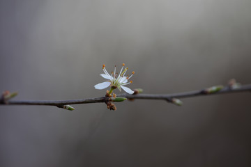 Einzelne weiße Blüte am Ast