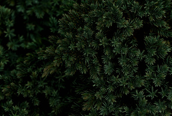  Bushes of ornamental yew in the garden