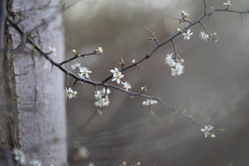 Weiße Blüten an Ästen. Frühlingserwachen, Makroaufnahme