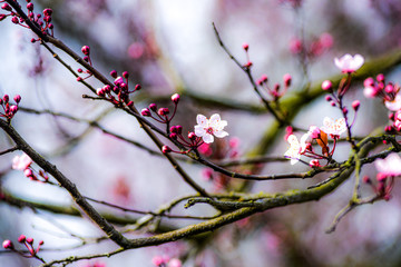 Cherry blossom blooming in the spring in the garden.