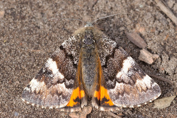 Archiearis parthenias, the orange underwing, is a moth of the family Geometridae. Moth on the ground.