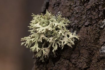 Evernia prunastri, also known as oakmoss, is a species of lichen. Lichen on bark.