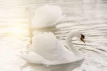 Schwan morgens auf dem See
