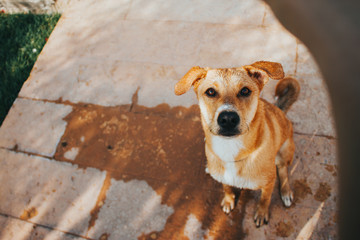 Wet Dog by the pool 