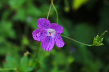 purple flower in the garden