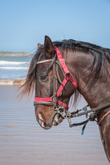 Naklejka na ściany i meble Portrait of a dark Bay barbary horse, Morocco