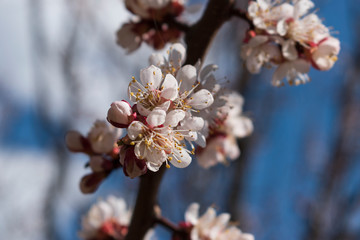 Apricot blossom