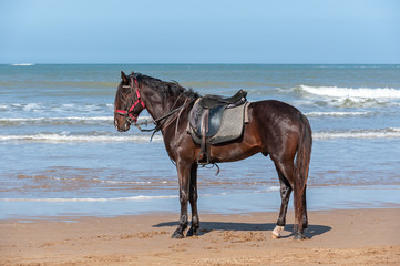 Fototapeta na wymiar Dark Bay barbary horse under saddle, Morocco