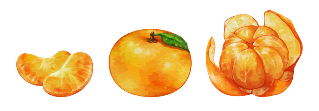 みかん　皮をむいたミカン　のイラスト