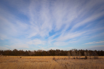 Obraz premium trees in the field