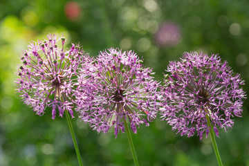 purple allium flowers growing in a garden