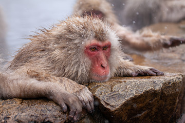 Snow Monkey in Winter Hot Spring (Jigokudani Monkey Park, Nagano, Japan)