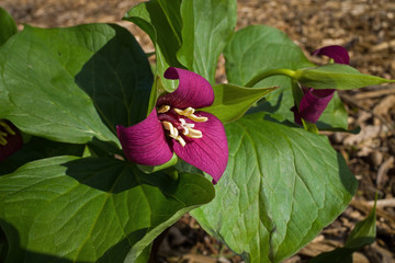 Trillium flowers in the early Spring. It is a genus of perennial flowering plants native to temperate regions of North America and Asia. 