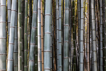 Bamboo forest near Kyoto in Japan shoot on March 26th, 2018