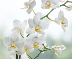 Fototapeta na wymiar Macro photo of white orchid. Phalaenopsis