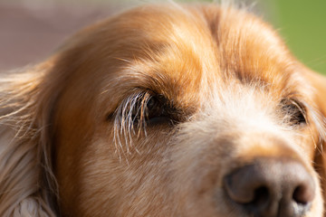 Close up of Sprocker dog