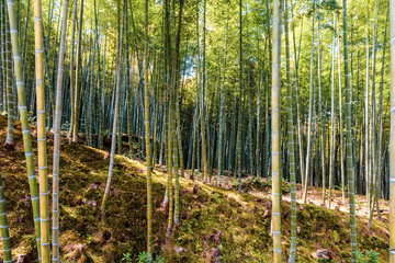 Bamboo forest near Kyoto in Japan shoot on March 26th, 2018