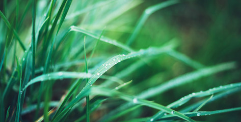 green fresh grass with drops of morning water dew after rain, nature background with raindrop,...
