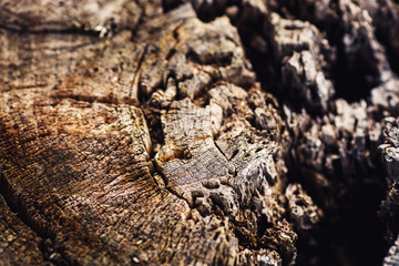 texture of old rotten tree stump of felled tree