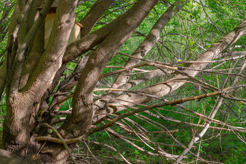 Fototapeta na wymiar A branching tree with a birdhouse.
