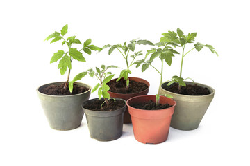Tomatoes seedling isolated on white background, Young tomatoes growing in pot  before planting in the ground..