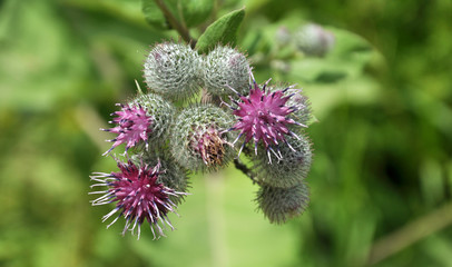 In the wildlife bloom burdock