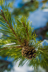 pine tree branch