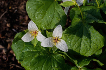 Trillium flowers in the early Spring. It is a genus of perennial flowering plants native to temperate regions of North America and Asia. 