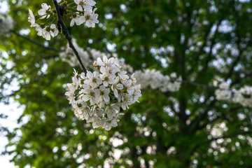 Kirschblüten am Baum vor dunklem Hintergrund mit Ästen