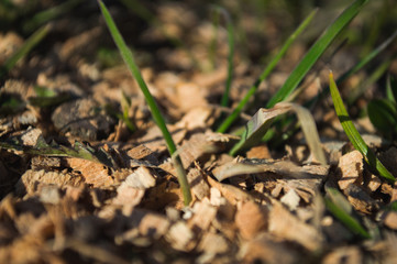 First green grass grow from ground