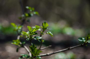 First green leaves on branch of tree