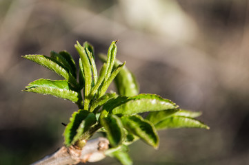 First green leaves on branch of tree
