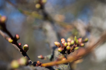 First green leaves on branch of tree