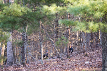 Two large male wild turkeys walking in the woods away from the camera. They are native to North...