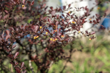 Berberitzen im Frühling mit Blüten