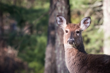 A female North American White Tailed Deer alert and looking at the camera in Virginia. They eat large amounts of food including acorns, fruit, corn and vegetation. This one is eating a weed.
