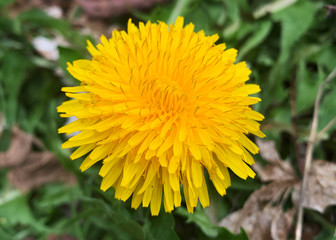 yellow dandelion flower