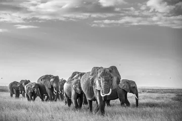 Printed kitchen splashbacks Elephant Giants on the walk 