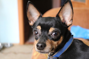 portrait of a Russian toy Terrier close-up