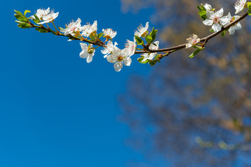Beautiful spring branch of blossom white flowers on blue sky