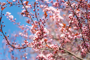 Beautiful spring branch of blossom pink flowers on blue sky